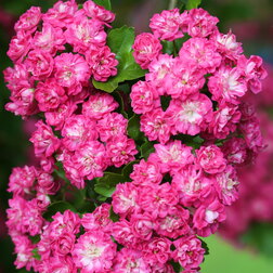 ������ ������ ��������� ������������ ����� ������� (� �����)   ����