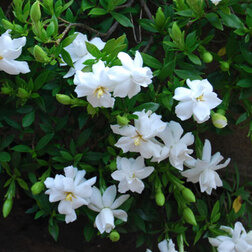 ������ ������ �������� ������������� ��������   ����