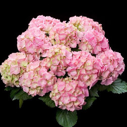 ������ ������ ��������� �������������� ���� ��������   ����