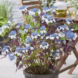 ������ ������ ��������� ��������� (��������� ������) �����   ����