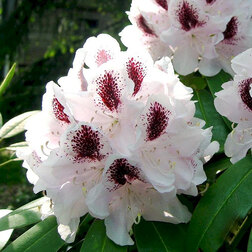 ������ ������ ����������� ��������� �������   ����