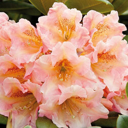 ������ ������ ����������� ��������� ���������   ����