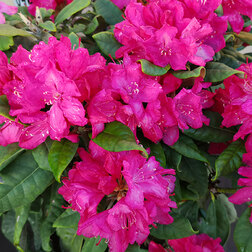 ������ ������ ����������� ��������� �������   ����