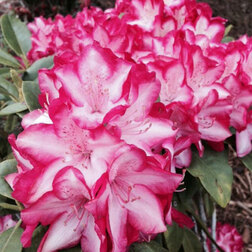 ������ ������ ����������� ��������� �������   ����