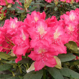 ������ ������ ����������� ��������� �� III ��������   ����