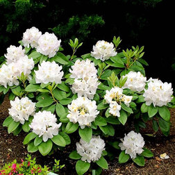 ������ ������ ����������� ������������ ������   ����