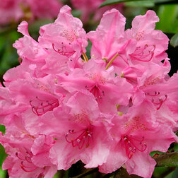 ������ ������ ������� ������������ ������� �����   ����