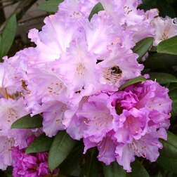 ������ ������ ����������� ������������ �������� ������   ����