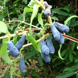 ������ ������ ������� ��������� ����� (���������)   ����