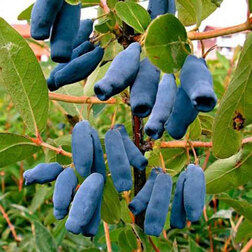 ������ ������ ������� ���������� �������� (���������)   ����