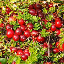 ������ ������ ������ ������������� ����   ����