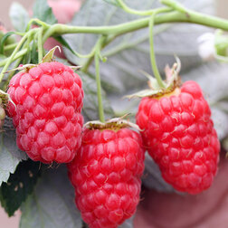 ������ ������ ������ ���� (��� �����)   ����