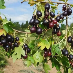 ������ ������ ��������� ���������� ���������   ����