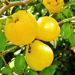 ������ ������ ���� �������� (���������) ���������� (� �����)   ����