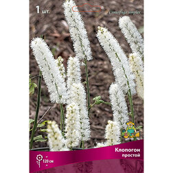 ������ ������ �������� �������   ����