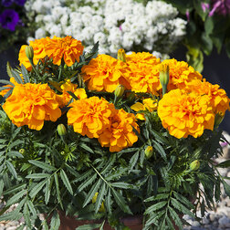 ������ ������ �������� ����������� ������ ����� (1��-1000��) ���������������� ������   ����