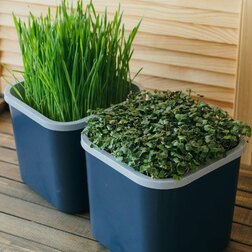 ������ ������ ������� �������� ���� �1 ������������� (������)   ����