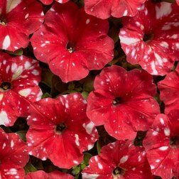 ������ ������ ������� ����������� ��� ���� ��� (1��-1000�����) ���������������� ������   ����