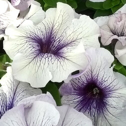 ������ ������ ������� ����������� ����� ��� �� ������� ��� (1��-100�����) ���������������� ������   ����