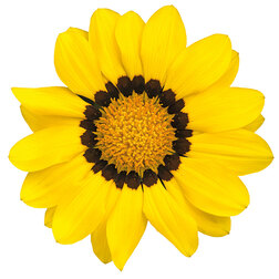 ������ ������ ������� ���� F1 ����� (1��-100��) ���������������� ������   ����