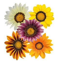 ������ ������ ������� ���� F1 ���� (1��-100��) ���������������� ������   ����