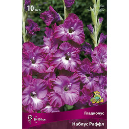 ������ ������ ��������� ������ ����� (10��.)   ����