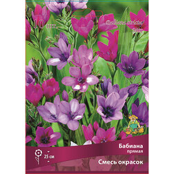 ������ ������ ������� ������ ����� ������� (10��.)   ����