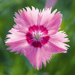 ������ ������ �������� ������������������� ���� ����� (1��-250��) ���������������� ������   ����