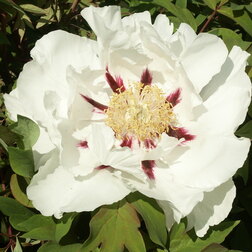 ������ ������ ���� ����������� ������� �����   ����