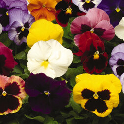 ������ ������ ����� ��������������� ������ ������� ���� (1��-100��) ���������������� ������   ����