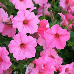 ������ ������ ������� ��������� ����� ���� (1��-250�����) ���������������� ������   ����