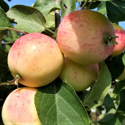 ������ ������ ������ ���������� �������   ����