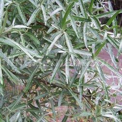 ������ ������ �������� ���� (�������, ���������)   ����