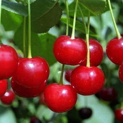 ������ ������ ����� (���) ����� ������ (������ ����� �����������) (� �����)   ����