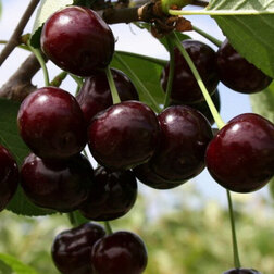 ������ ������ ����� (���) �����-2 (������ ����� �����������) (� �����)   ����