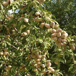 ������ ������ ������� ���������� (������ �����) (� �����)   ����