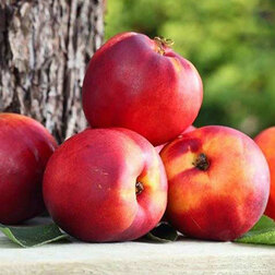 ������ ������ �������� ������� ���� (������ �����) (� �����)   ����