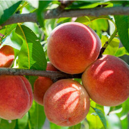 ������ ������ ������ ���� ��� (������ �����) (� �����)   ����