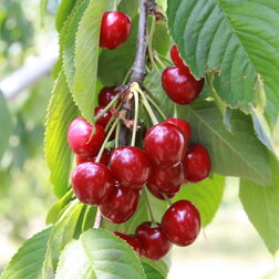 ������ ������ ������� �������� (������ �������� ���-2) (� �����)   ����