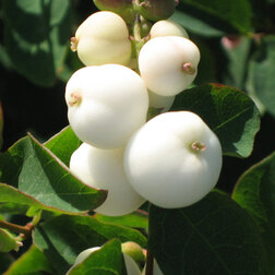 ������ ������ ������������� ��������� ���� ����� (3 ��.)   ����