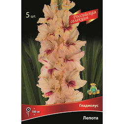 ������ ������ ��������� ������ (5��.)   ����