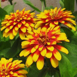 ������ ������ ������ ����� ������� ��� ����� (1��-1000��) ���������������� ������   ����