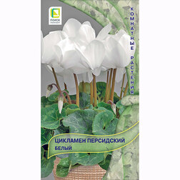 ������ ������ �������� ���������� �����   ����