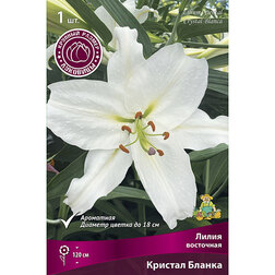 ������ ������ ����� ��������� ������� ������ (1��.)   ����