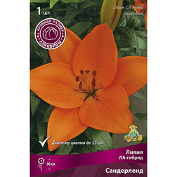 ������ ������ ����� ��-������ ���������� (1��.)   ����