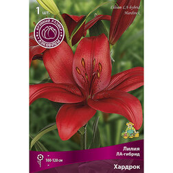 ������ ������ ����� ��-������ ������� (1��.)   ����