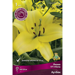 ������ ������ ����� ��-������ ������ (1��.)   ����