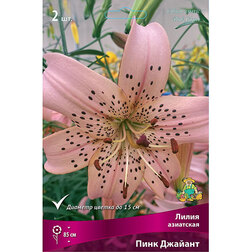 ������ ������ ����� ��������� ���� ������� (2��.)   ����