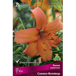 ������ ������ ����� ��������� ������ ������� (2��.)   ����