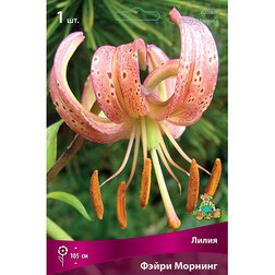 ������ ������ ����� ������� ����� ������� (1��.)   ����